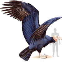 Argentavis