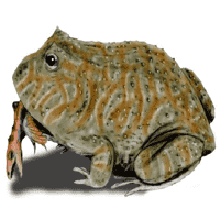 Beelzebufo