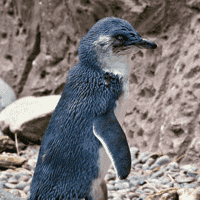 Blue Penguin