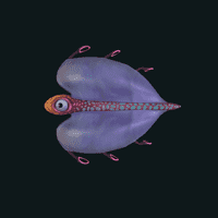 Bladderfish