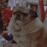 Doggy