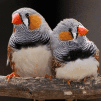 Zebra Finch(Taeniopygia castanotis)