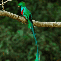 Quetzal