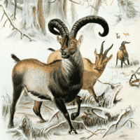 Pyrenean Ibex