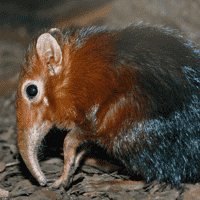 Elephant Shrew