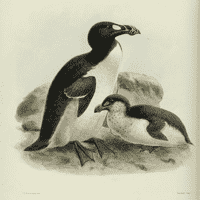 Great Auk