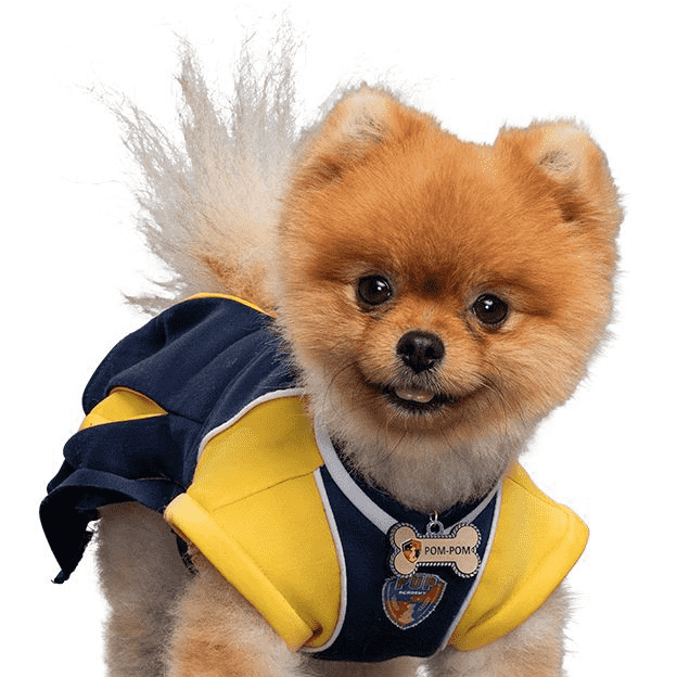 Pom Pom