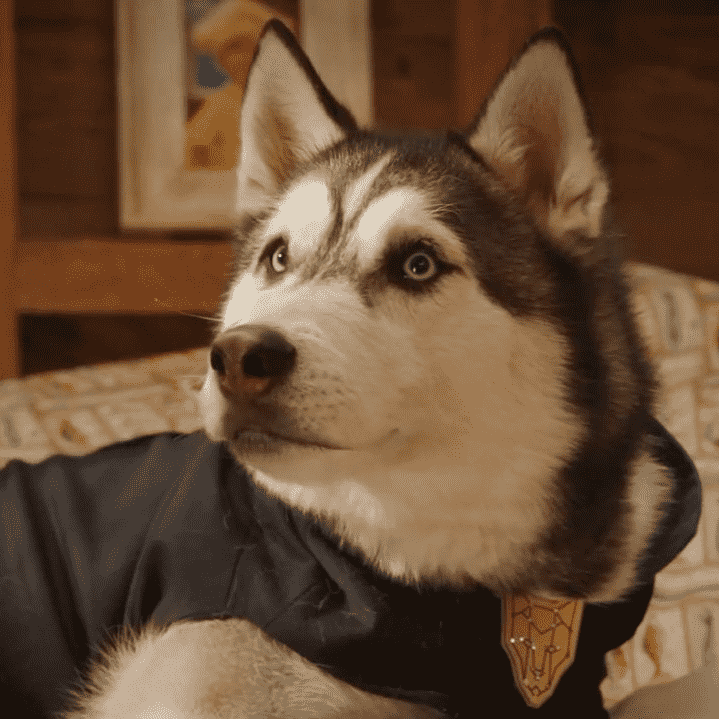 D.O.G