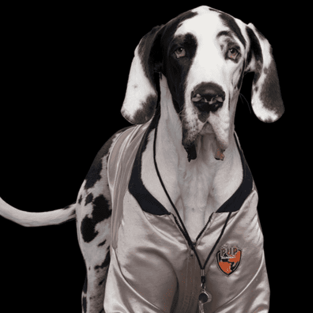 Coach K9