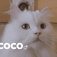 Coco (CreamHeroes)