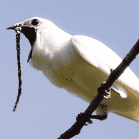 White Bellbird