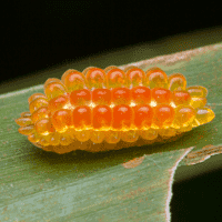 Jelly Caterpillar (Limacodidae Caterpillar)