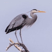 Blue Heron