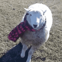 Oscar, The Sheep With Scarf