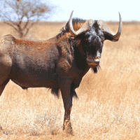 Wildebeest (Gnu)