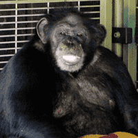 Travis the Chimpanzee