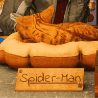 Spider-Man the Cat