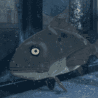 Sea Bass
