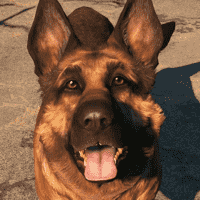 Dogmeat