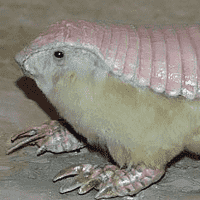 Pink Fairy Armadillo