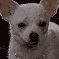 Beverly Hills Chihuahua