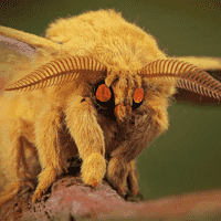 Vampire moth