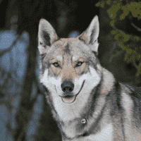 Sarloos Wolfdog