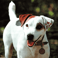 Wishbone