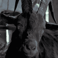 Black Phillip