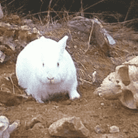 The Killer Rabbit