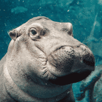 Fiona the Hippo