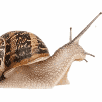 The Snail