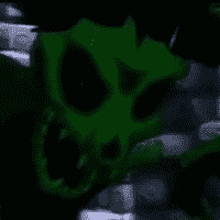 Baron Kane