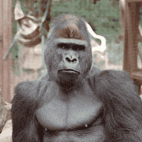 Michael the Gorilla