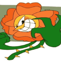 Cagney Carnation