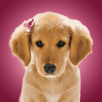 Rosebud