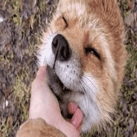 Finnegan Fox