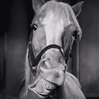 Mister Ed (1961)