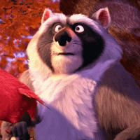 Raccoon
