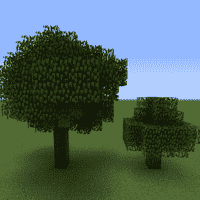 Oak Tree (plant)