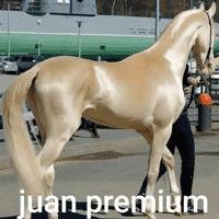 Juan Premium