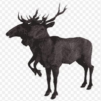 Radstag