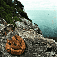 Ilha da Queimada Grande (Snake Island), Brazil