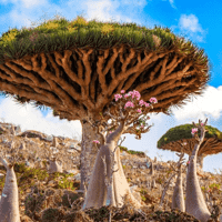 Socotra