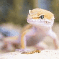 Eco Gecko