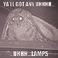 Lamp Moth