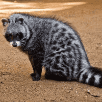 African Civet