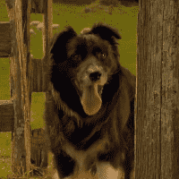 Rex