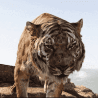 Shere Khan