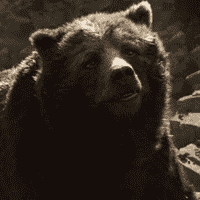 Baloo